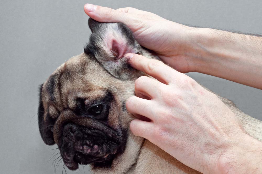 Comment les allergies sont diagnostiquees chez les chiens