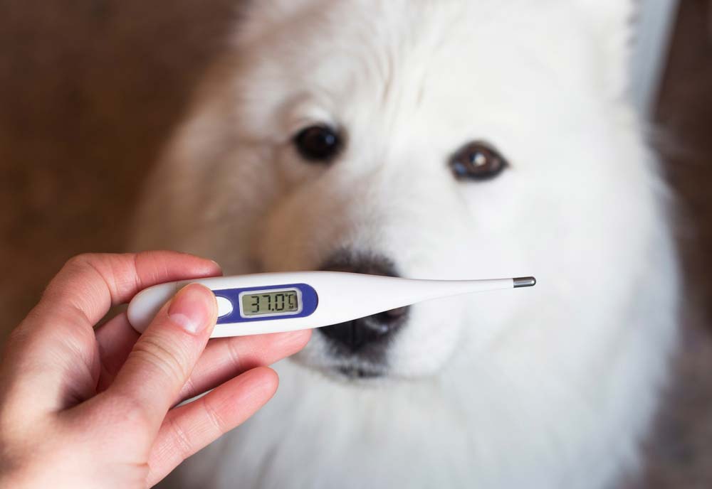 Controla su temperatura