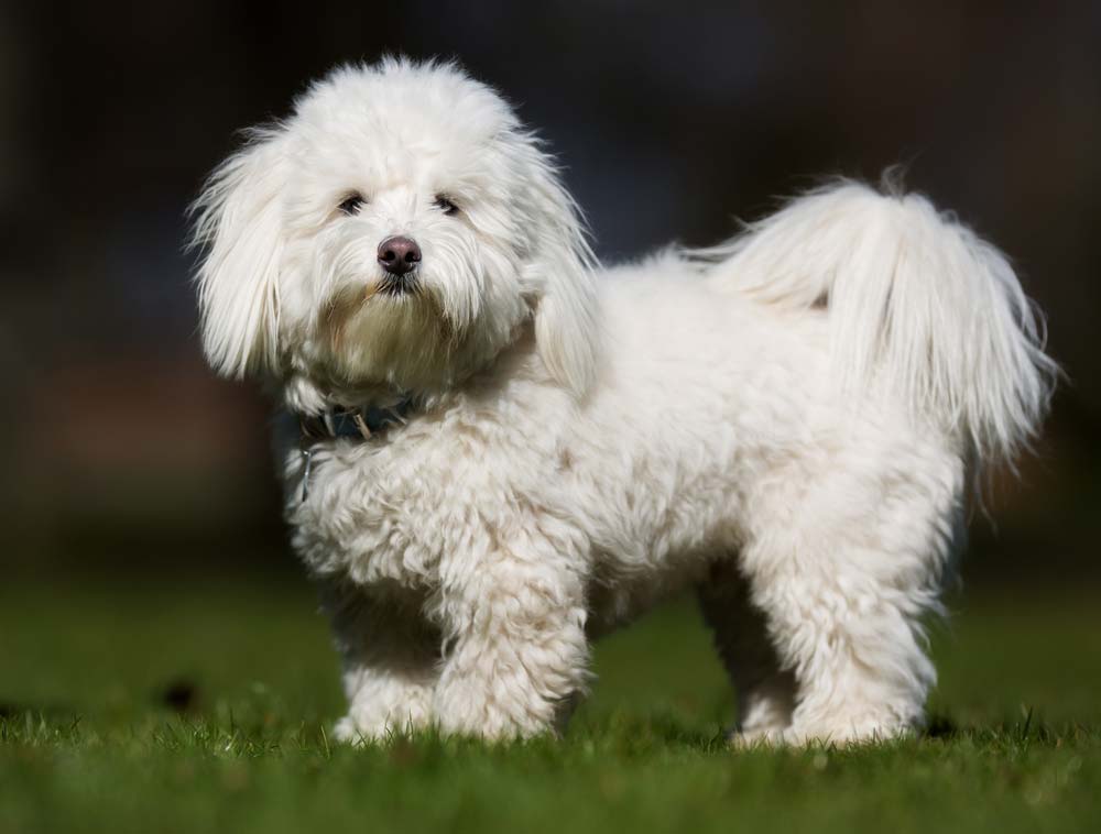 Coton de Tulear