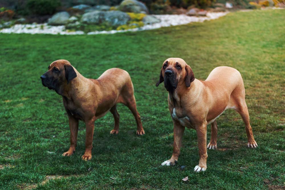 Determinato temperamento del fila brasileiro