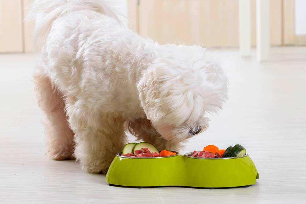 Dieta nutriente alimentazione di qualita Maltese bichon toy