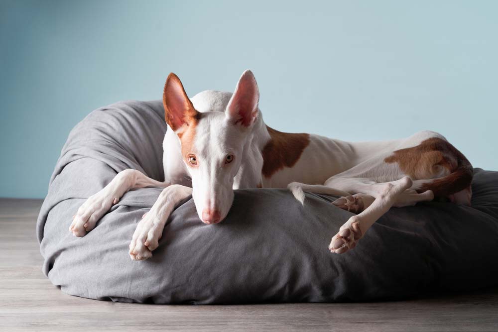 Educazione cura del podenco valenciano