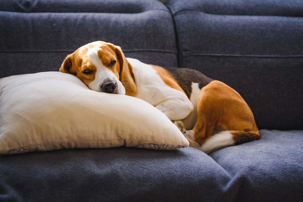 Effets secondaires possibles de la vaccination chez le chiens
