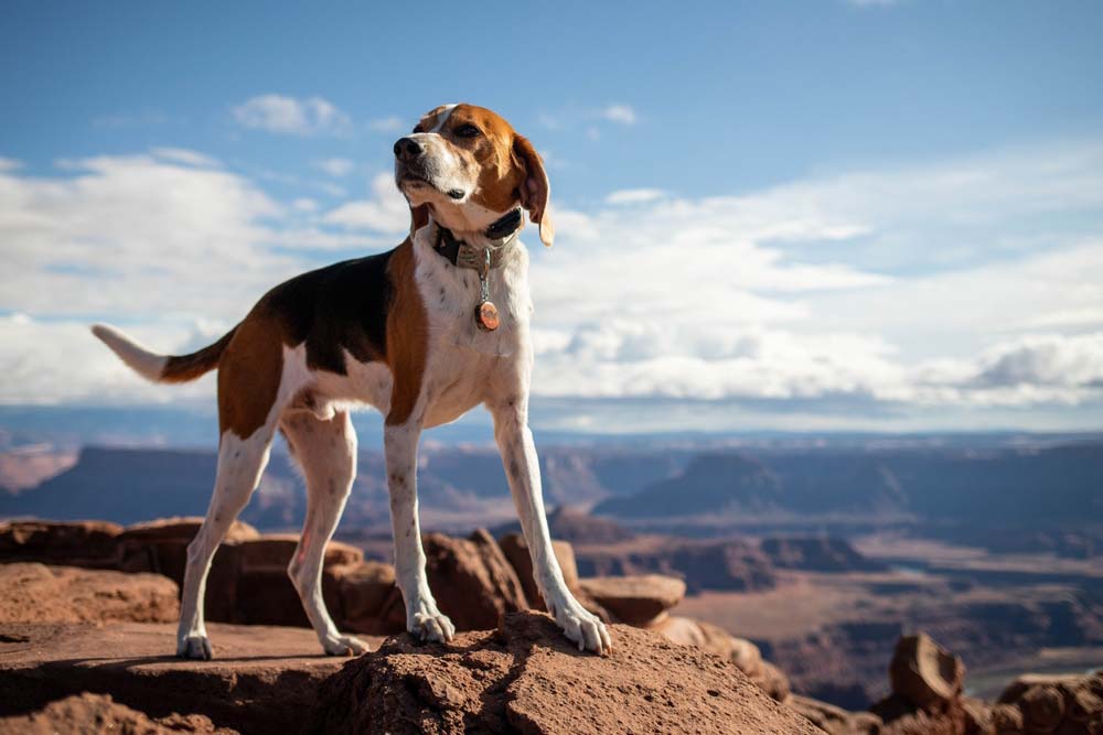 Foxhound americano