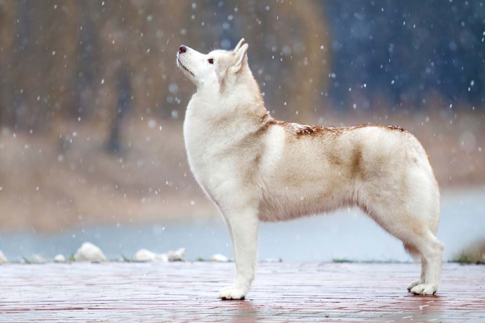 Husky di Mackenzie marrone