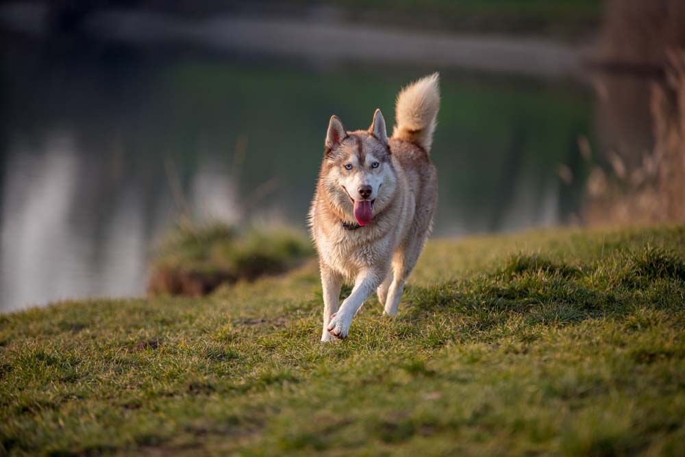 Husky siberiano marrone