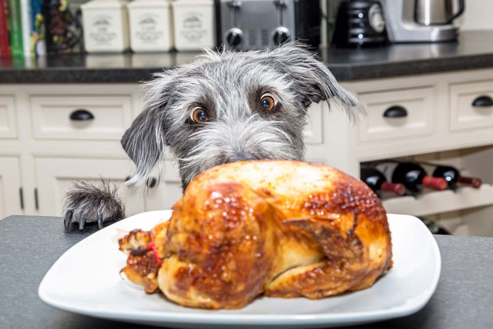Le role du jeune dans la sante des chiens