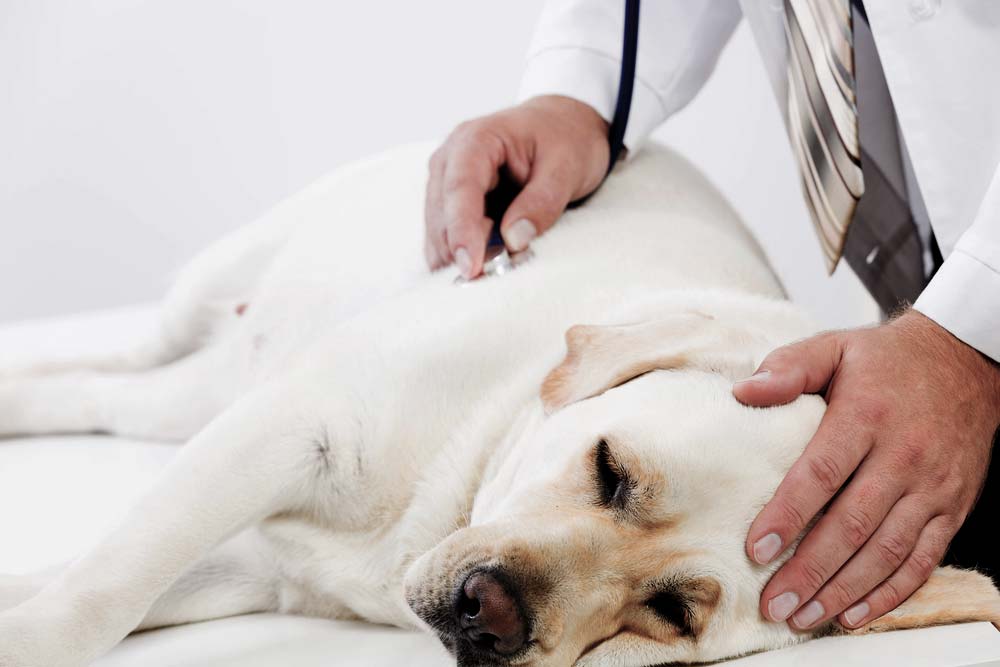 Les signes de la maladie de la thyroide chez les chiens portada