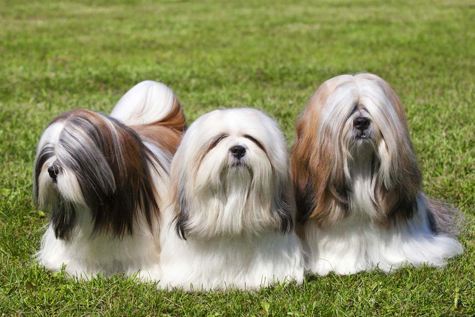 Lhasa Apso