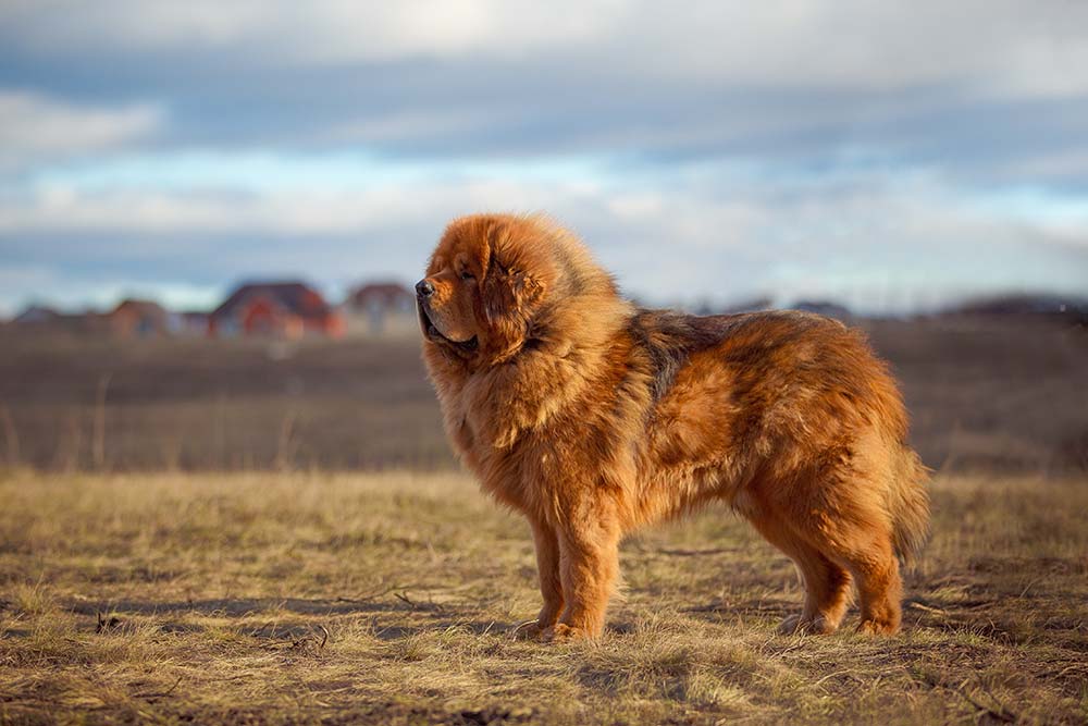 Mastin tibetano