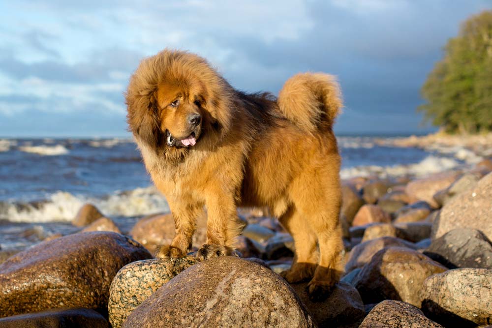Mastin tibetano