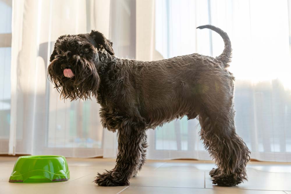 Nutrizione sana schnauzer gigante