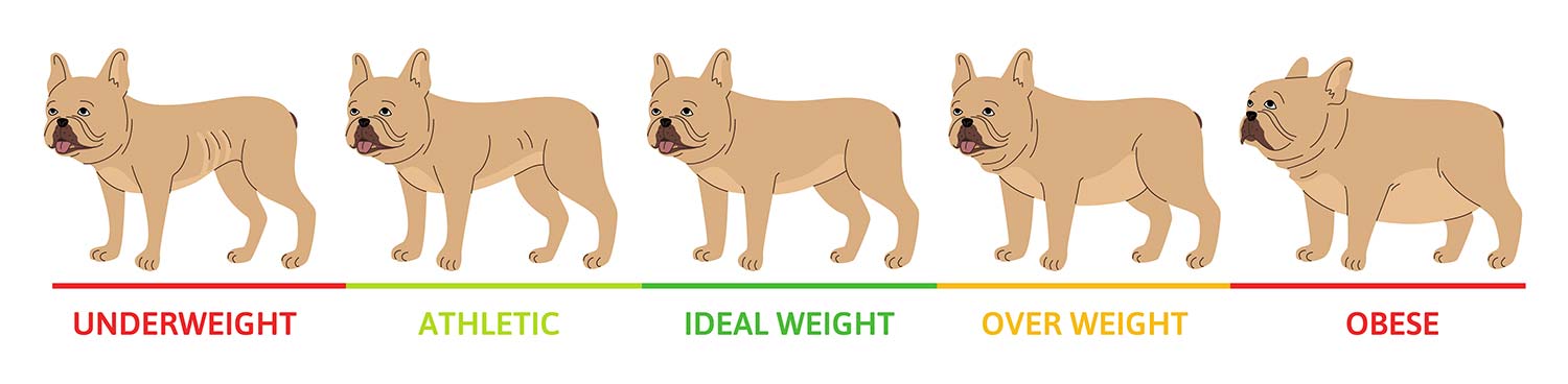 Perros flacos y obesos ilustracion