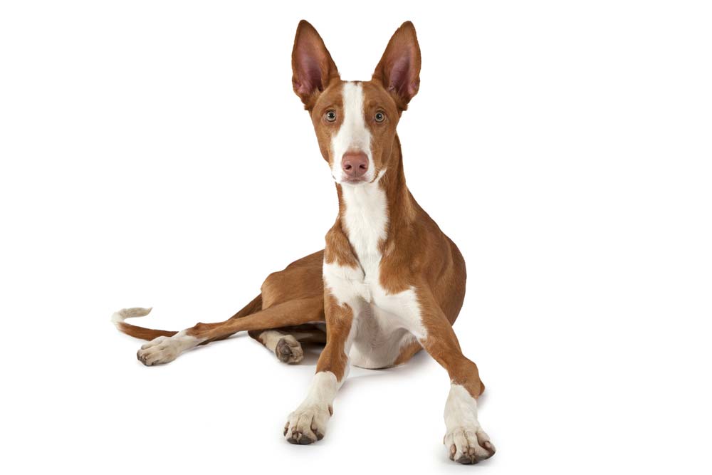 Personalita usi del podenco valenciano