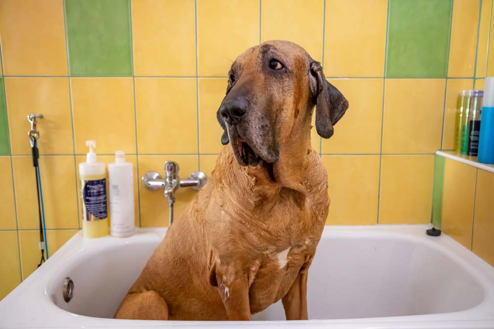 Prendersi cura fila brasileiro
