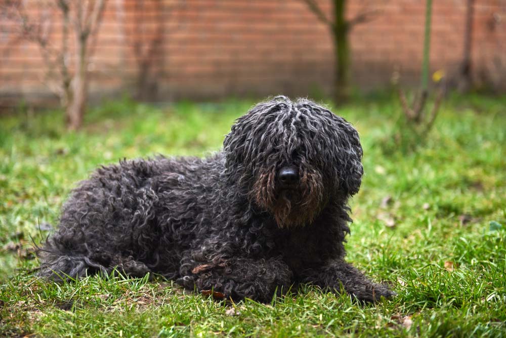 Puli