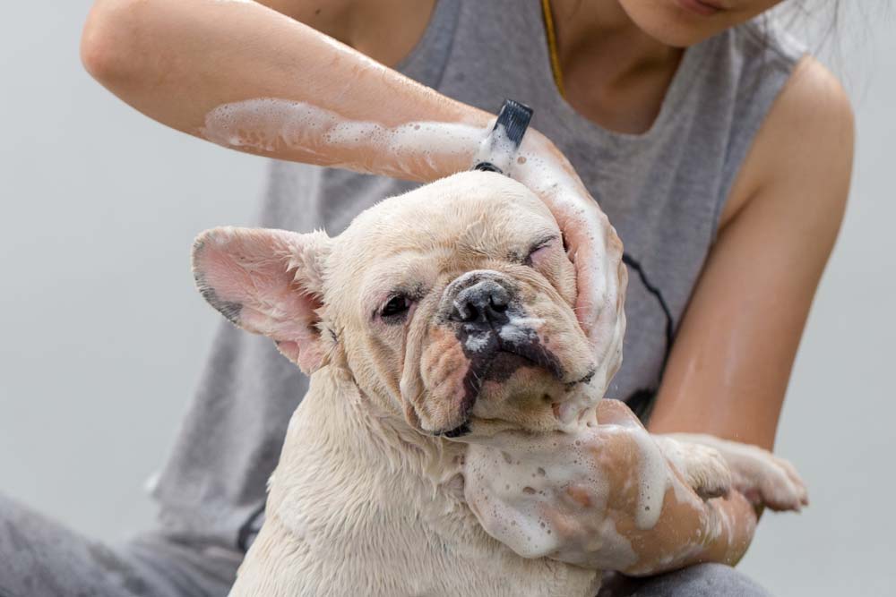 Quali cure aiuteranno a migliorare bulldog francese