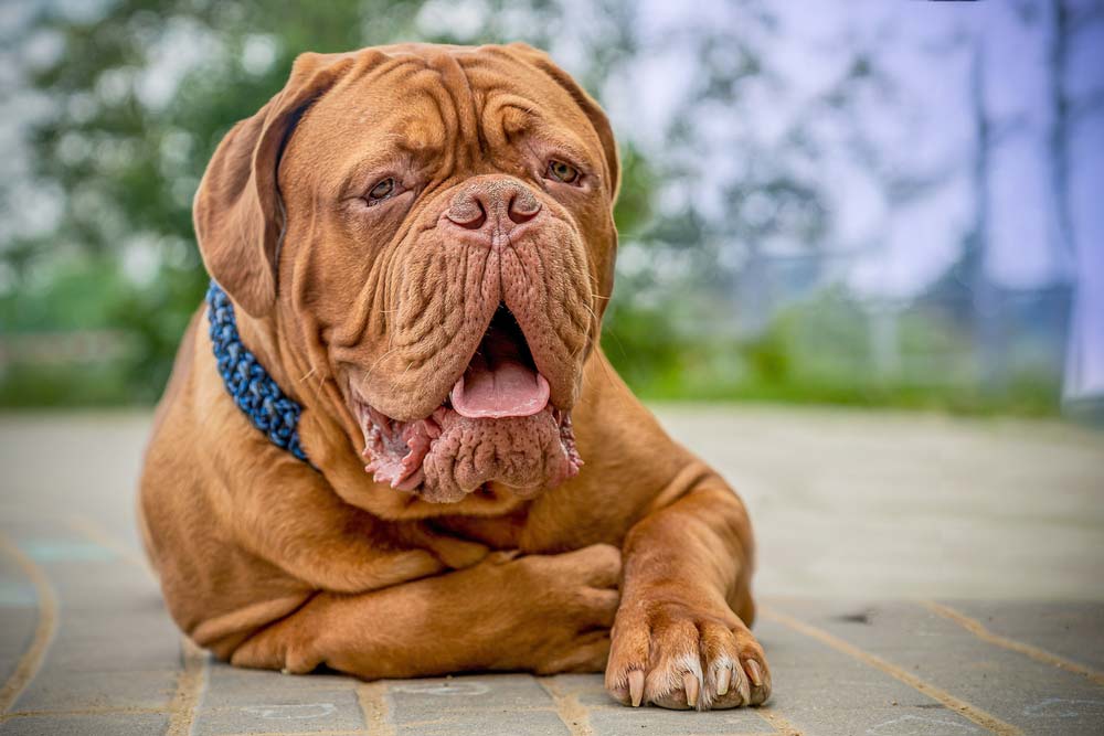 Razas de Perros Arrugados dogo burdeos