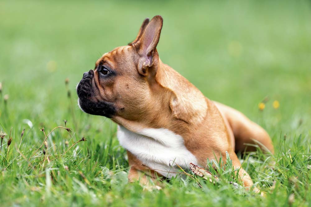 Razas de perros braquicefalos Bulldog frances