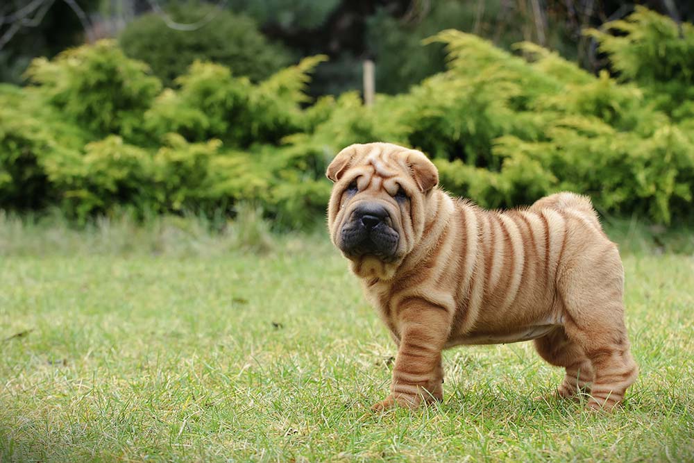 Razas de perros braquicefalos Shar Pei