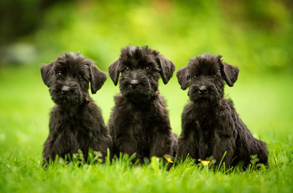 Schnauzer gigante intelligenza e lealta equilibrio