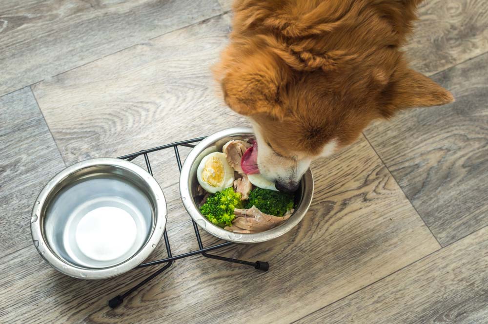 consejos alimentacion perros verano