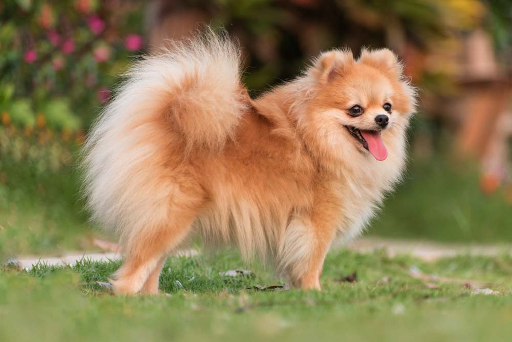 il fascino e la eleganza pomeranian
