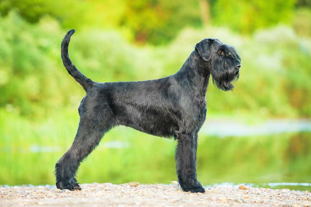 l fascino distintivo dello Schnauzer gigante