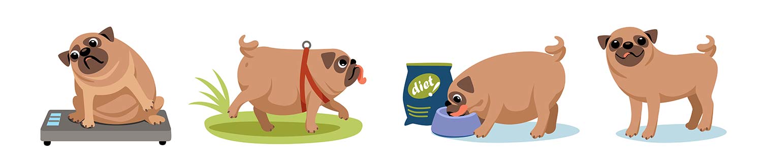 obesidad en perros