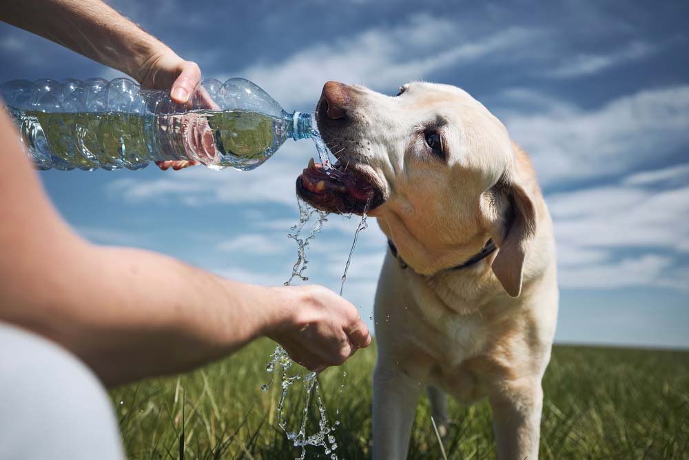 proporciona agua fresca y limpia