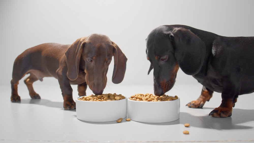 Dogs,Are,Eating,Dry,Food,From,Two,White,Containers ,Chocolate