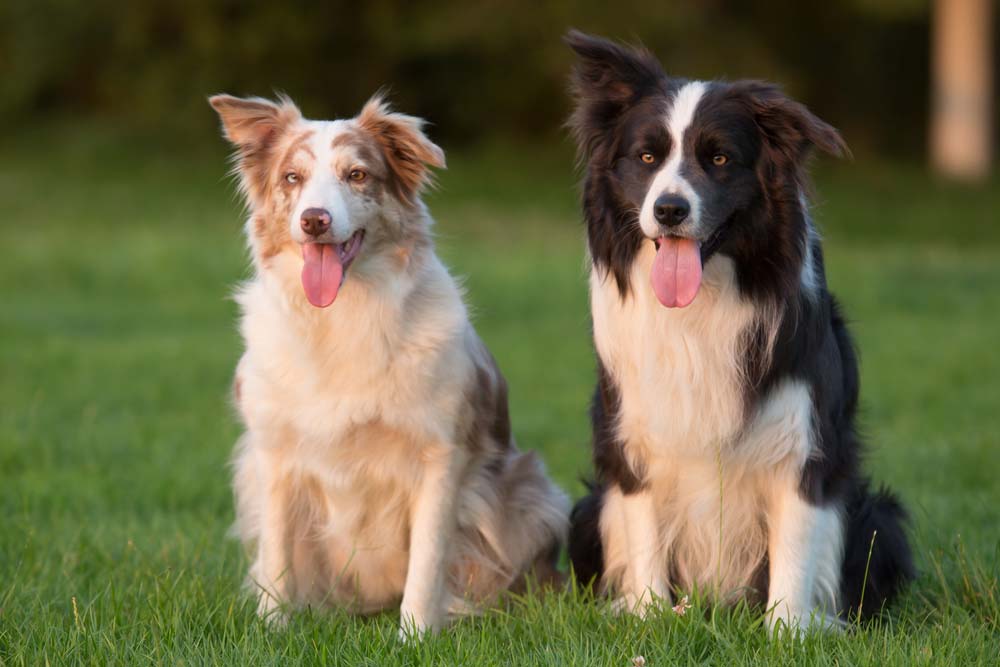 Border collie