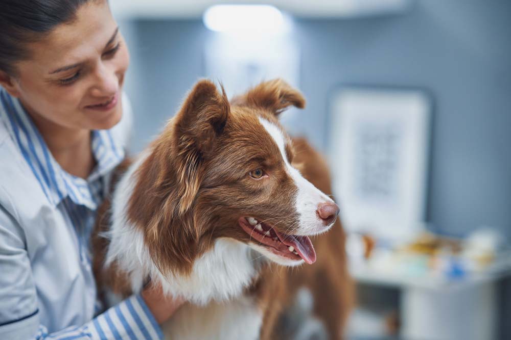Border collie salud