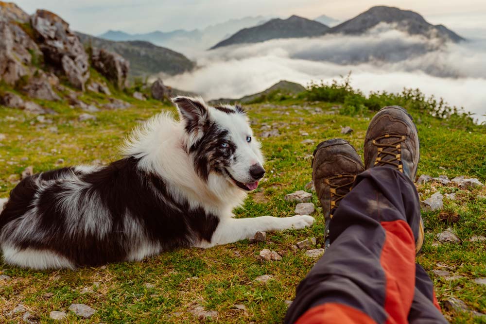 Border collie senderismo