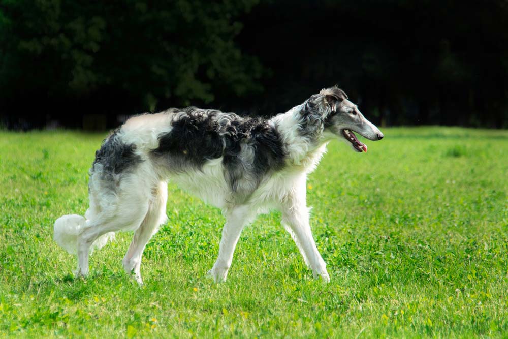 Borzoi