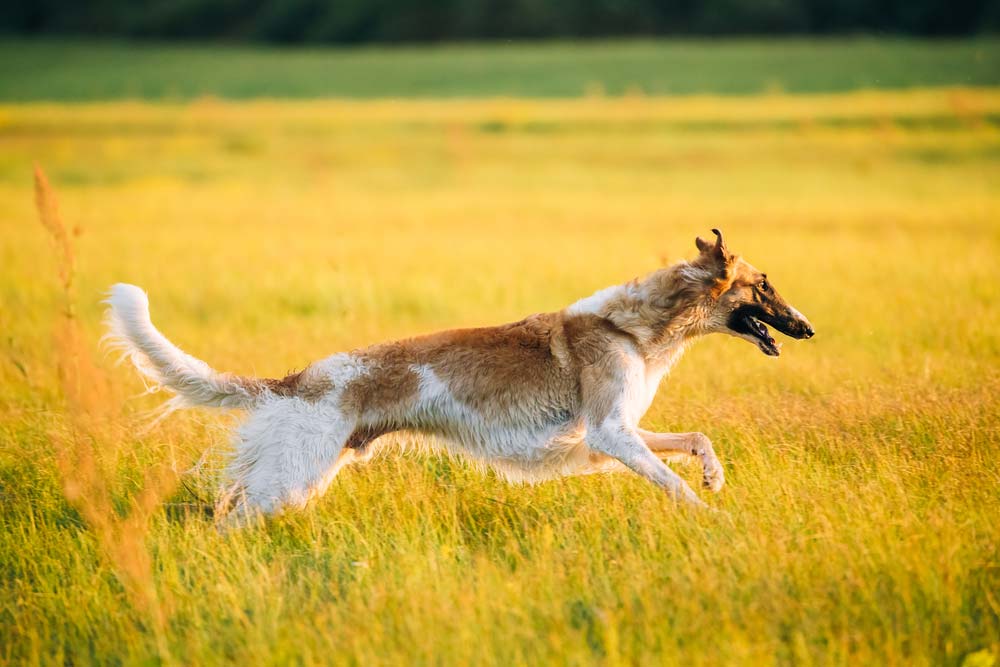 Borzoi