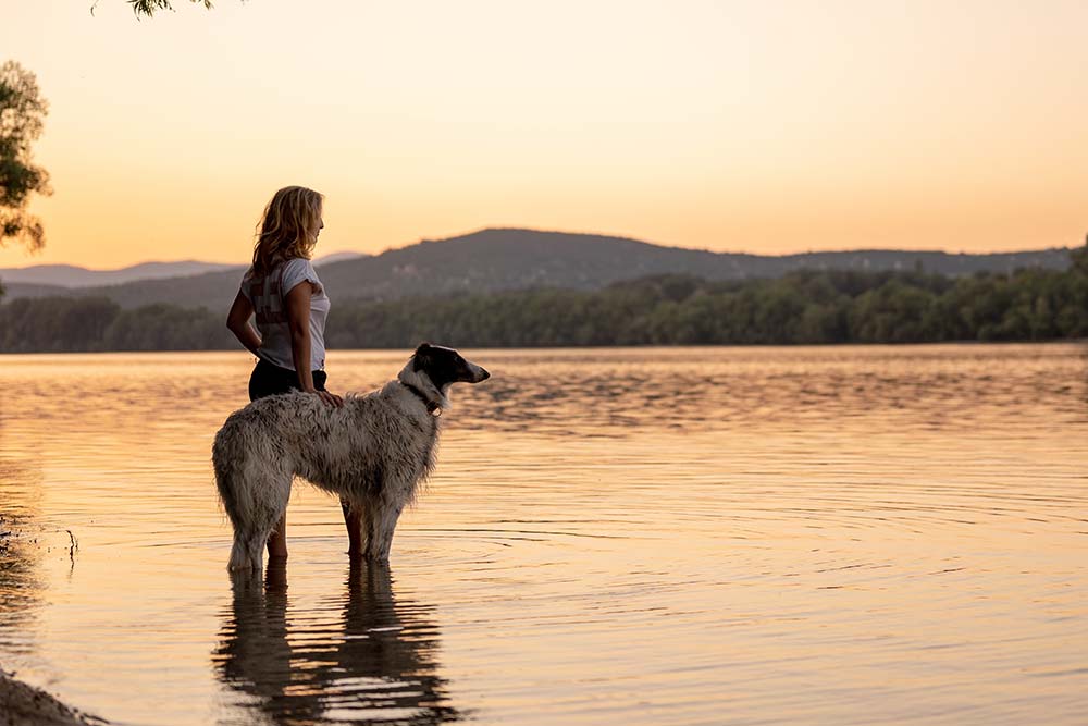 Borzoi