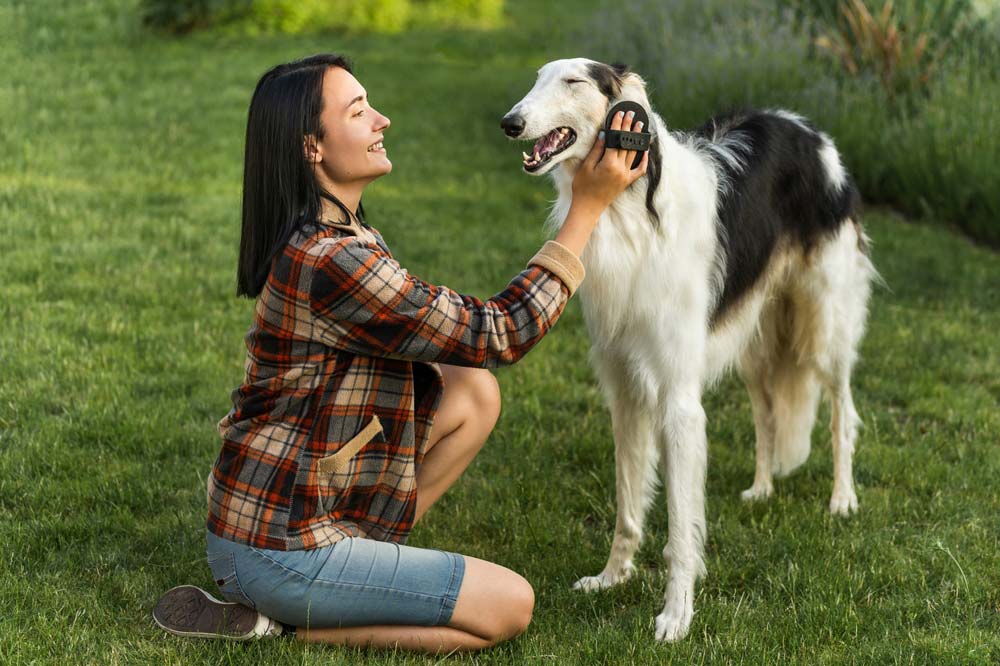 Borzoi cuidados