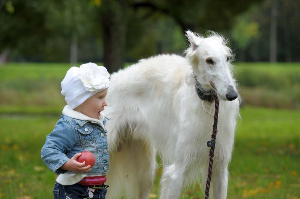 Borzoi ninios