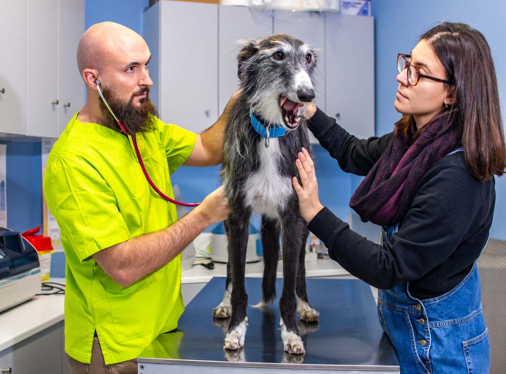 Borzoi problemas cardiacos