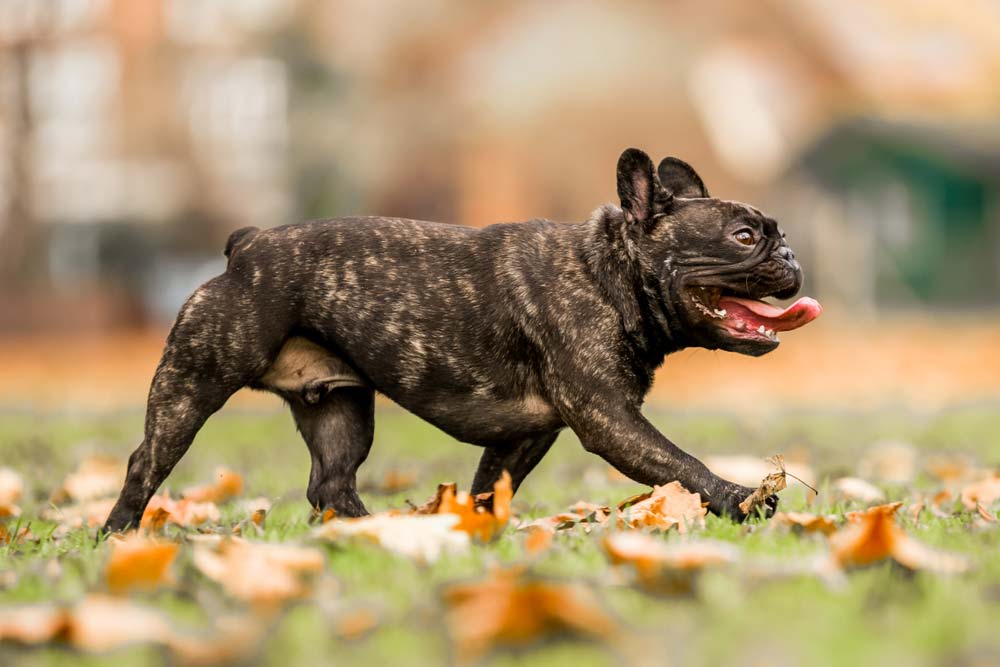 Bulldog frances