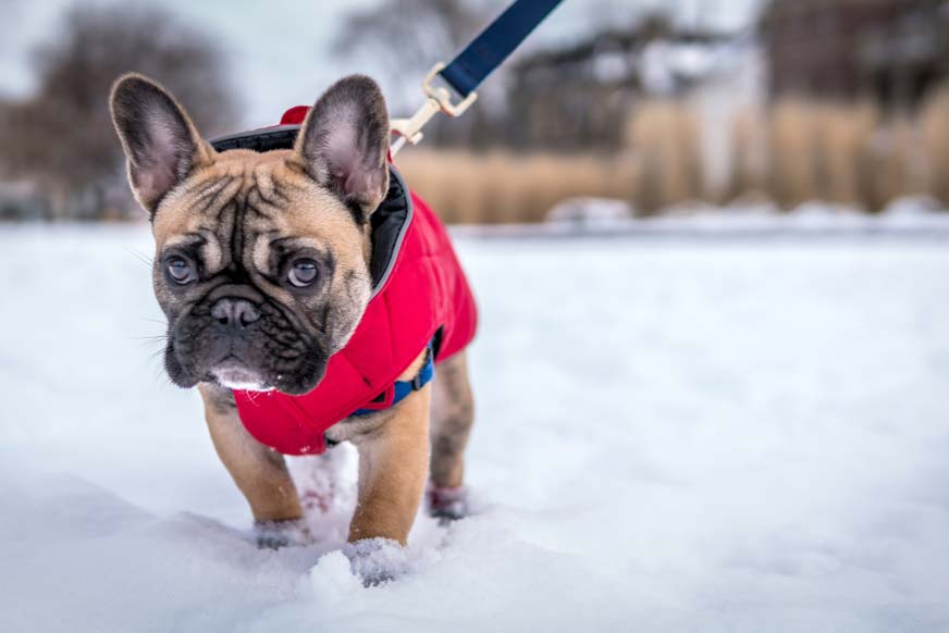 Bulldog frances