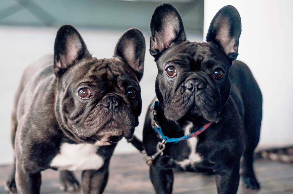 Bulldog frances