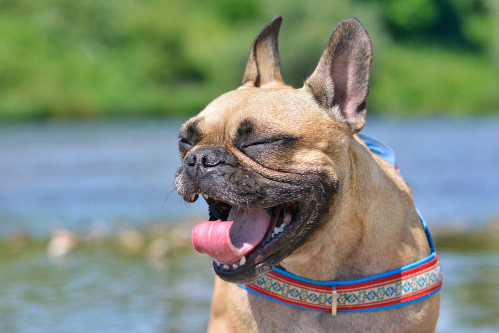 Bulldog frances