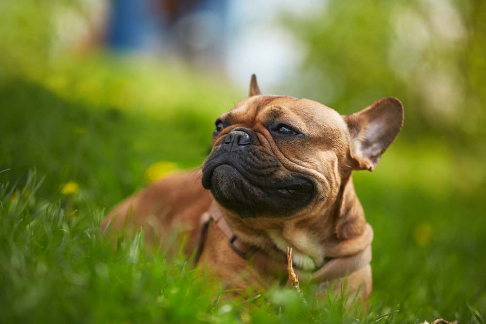 Bulldog frances