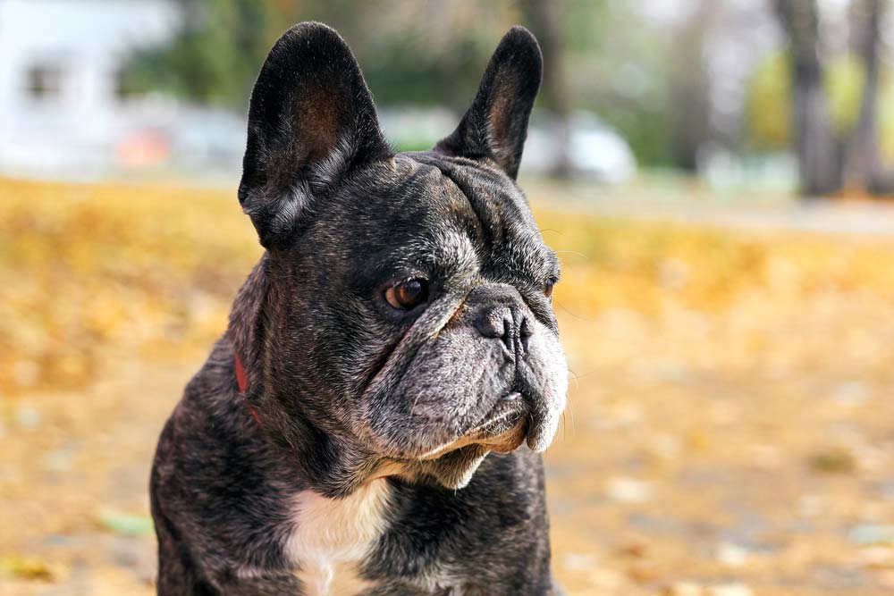 Bulldog frances