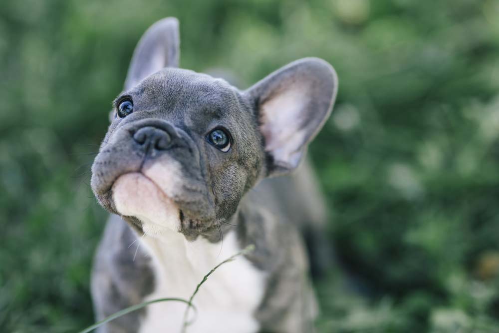 Bulldog frances
