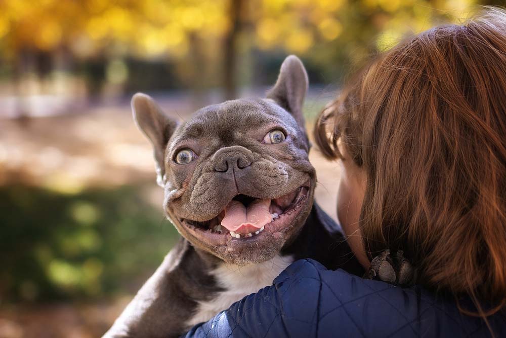 Bulldog frances