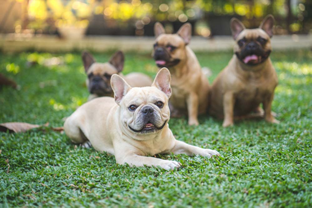 Bulldog frances