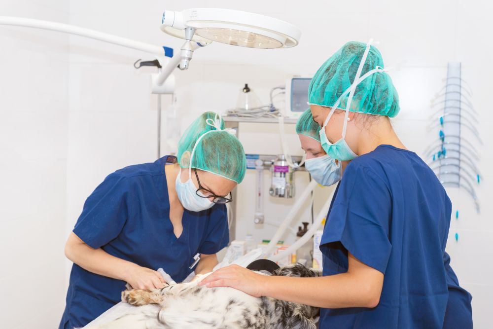 Cirugia en casos de torsiondilatacion gastrica